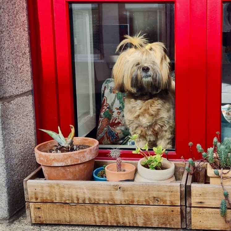 Suzy-chu De Kang Kharka