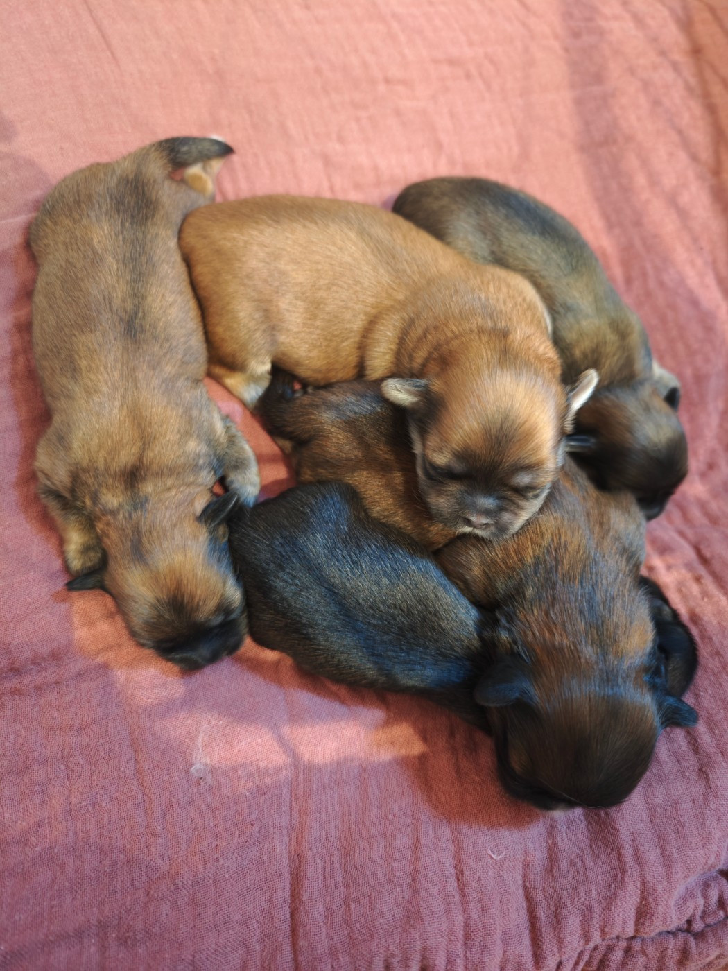 Naissance de la portée de Suzy-chu et Triskel le 18/10/2025