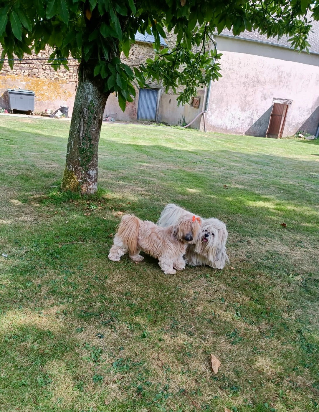 Suzy-chu de Kang Karkha a rencontré Triskel des Mille et une Truffes, et...