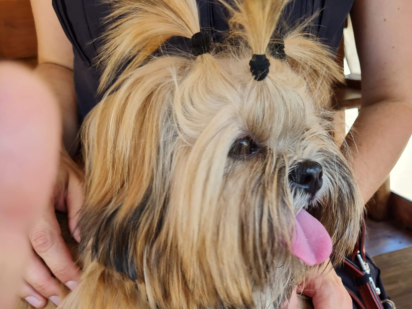 Le Lhassa apso, un chien hypoallergénique ?