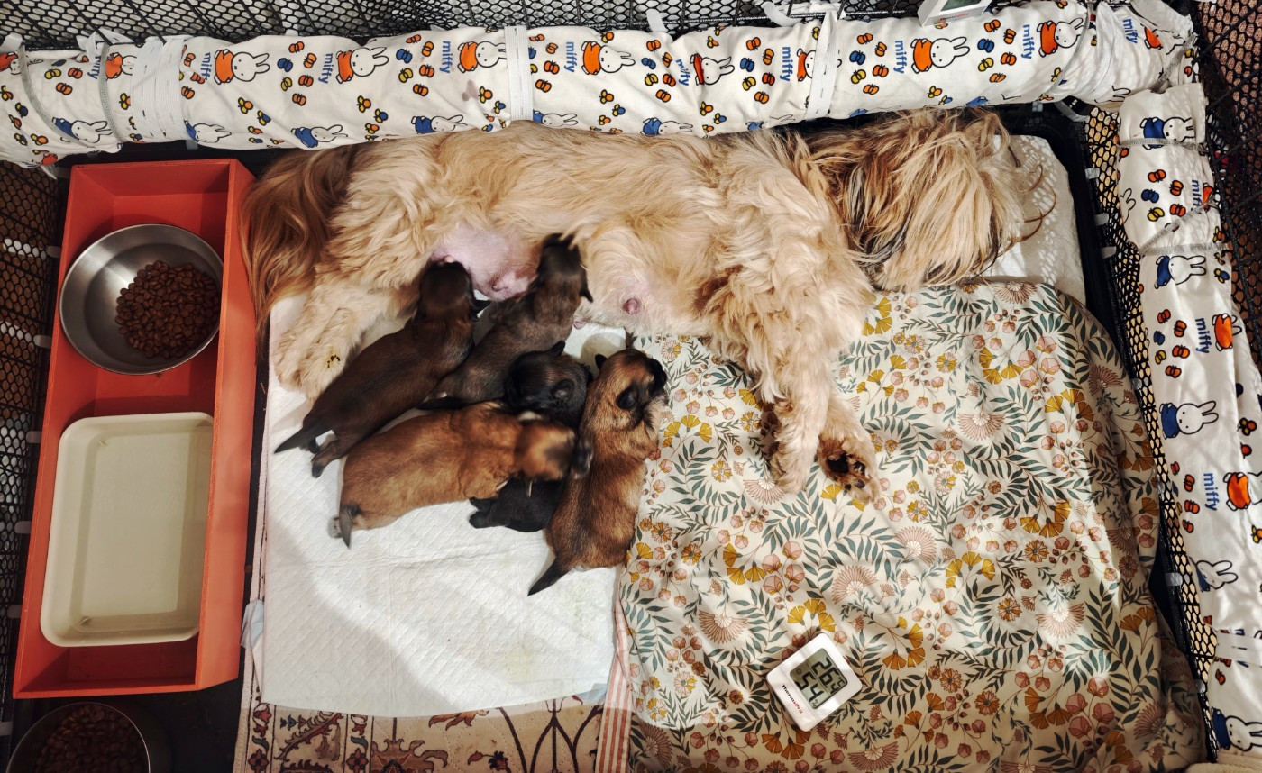 De La Garenne Aux Chayottes - Lhassa Apso - Portée née le 18/10/2025