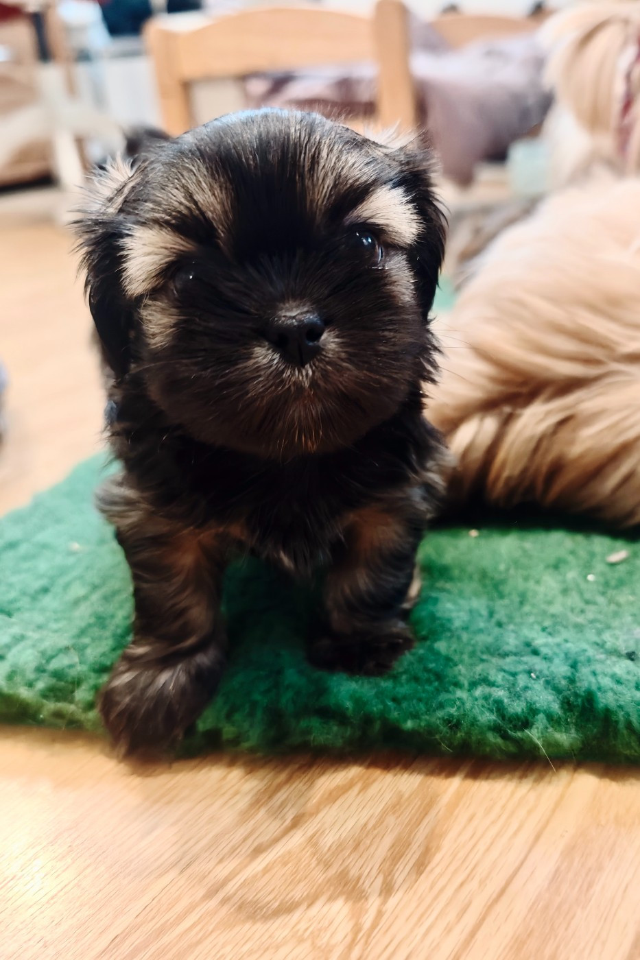 De La Garenne Aux Chayottes - Chiots disponibles - Lhassa Apso