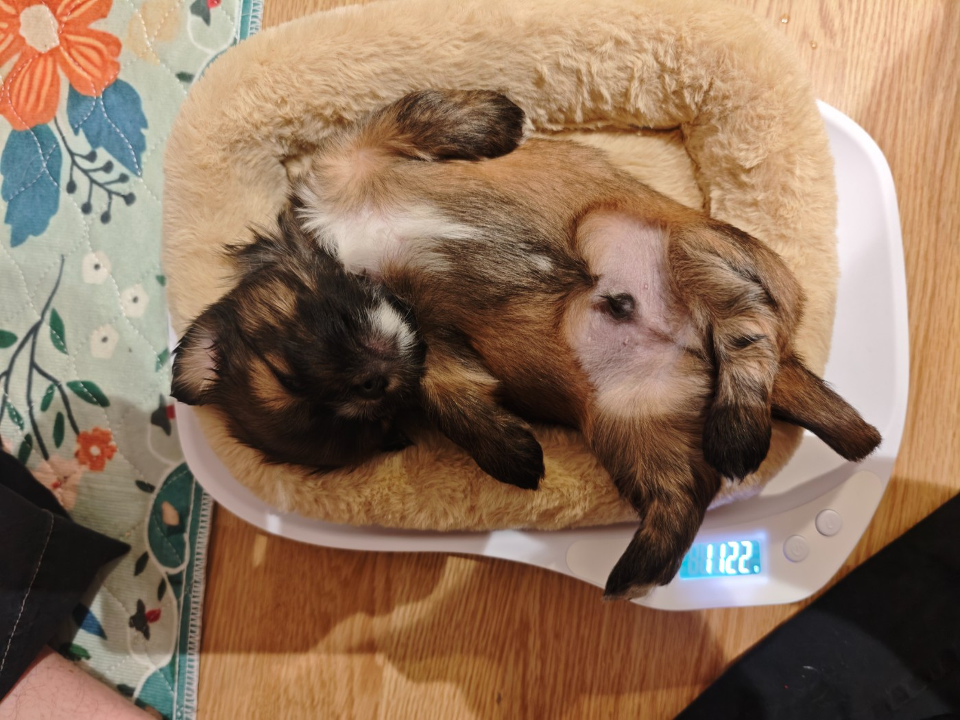 De La Garenne Aux Chayottes - Chiots disponibles - Lhassa Apso