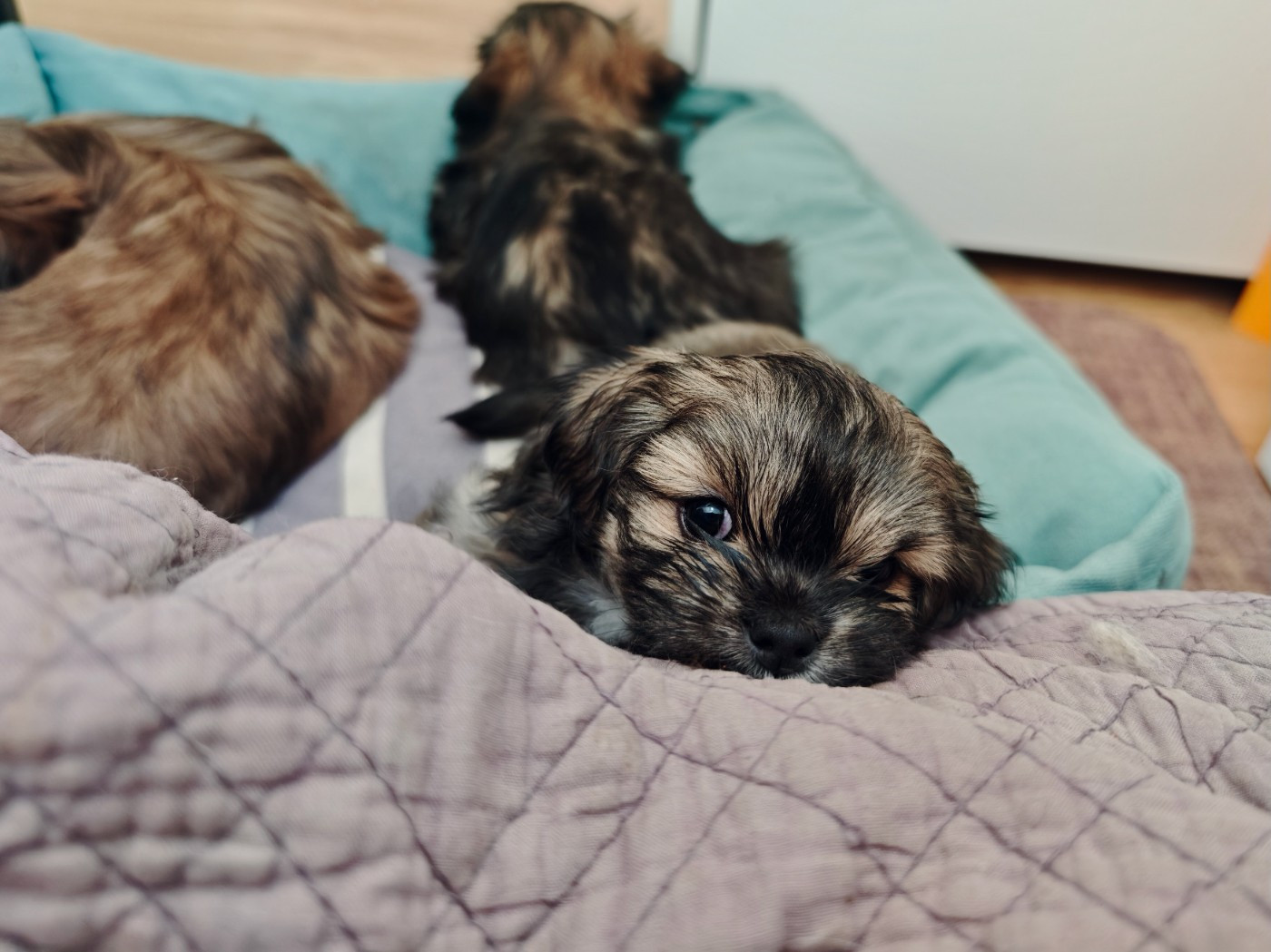 De La Garenne Aux Chayottes - Chiots disponibles - Lhassa Apso